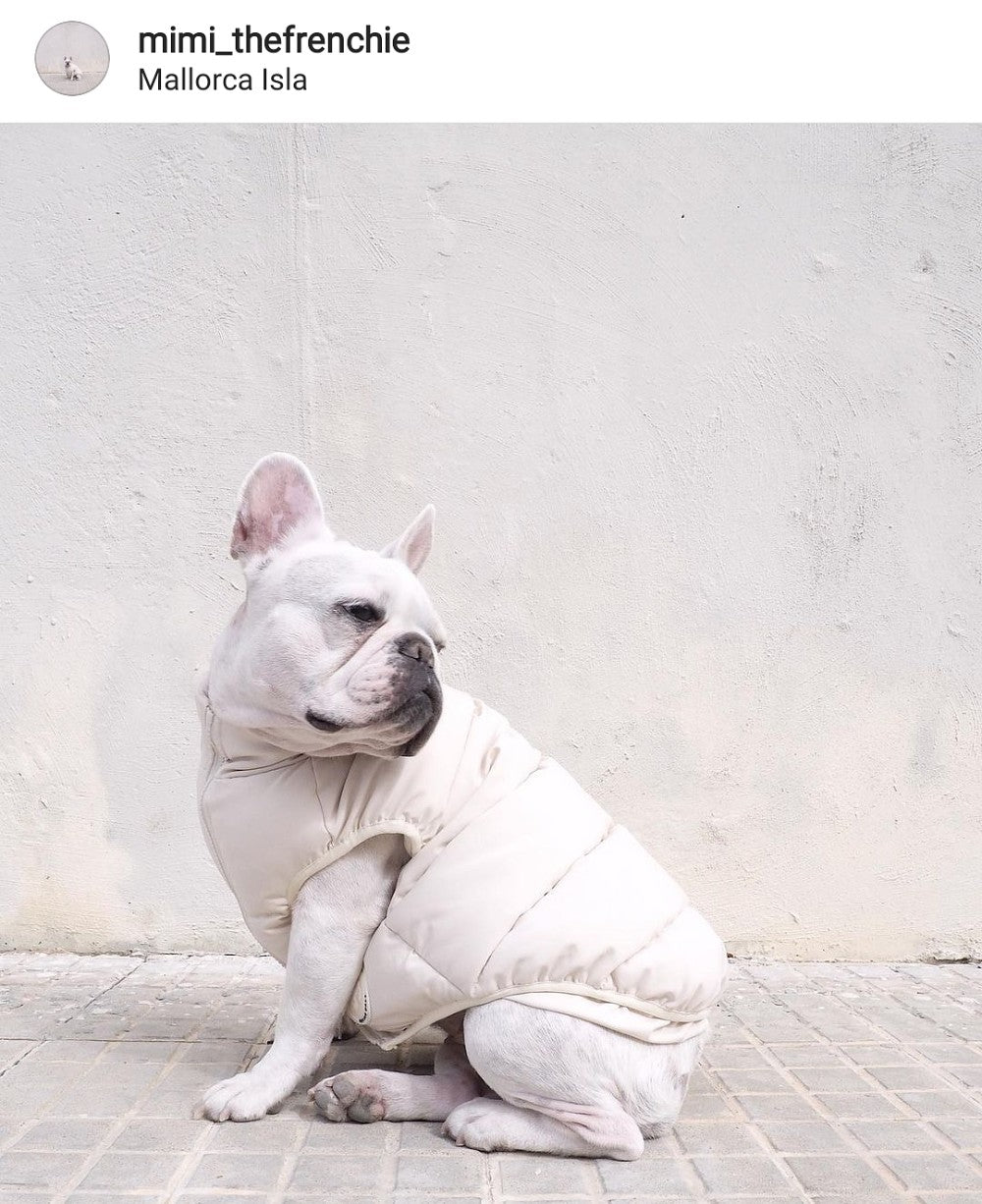 French Bulldog Wearing Coat
