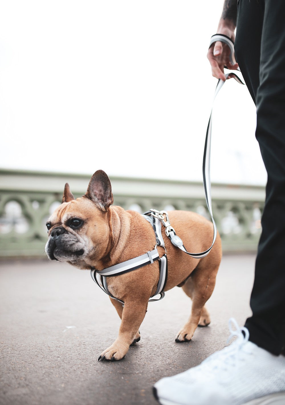 French Bulldog Harness & Lead