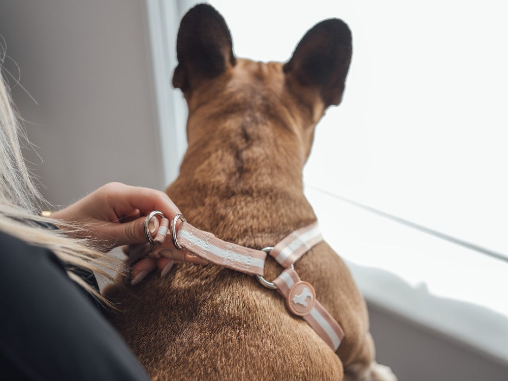 French Bulldog Harness with D Rings