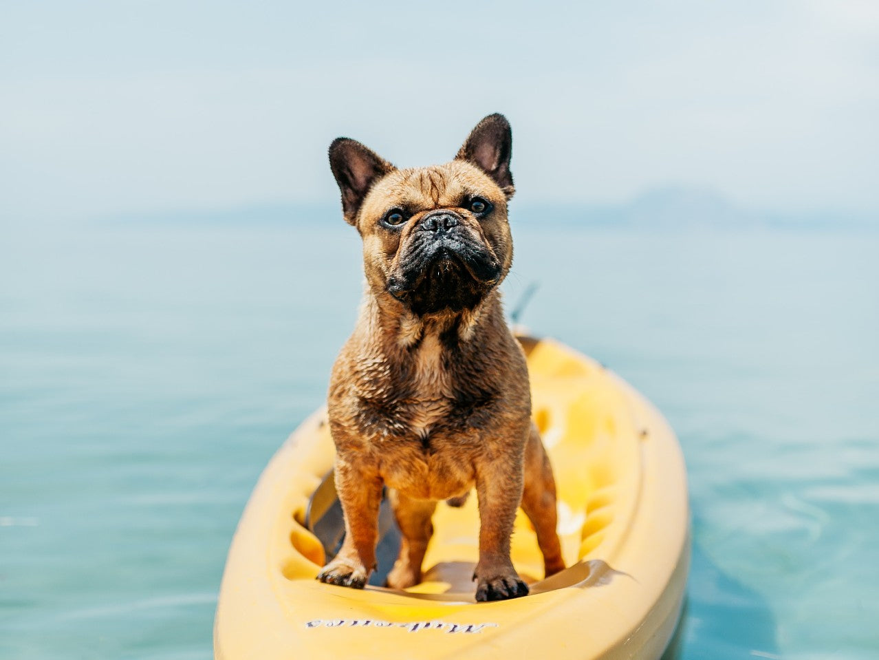 French Bulldog on Kayak by Angelo Pantazis on Unsplash