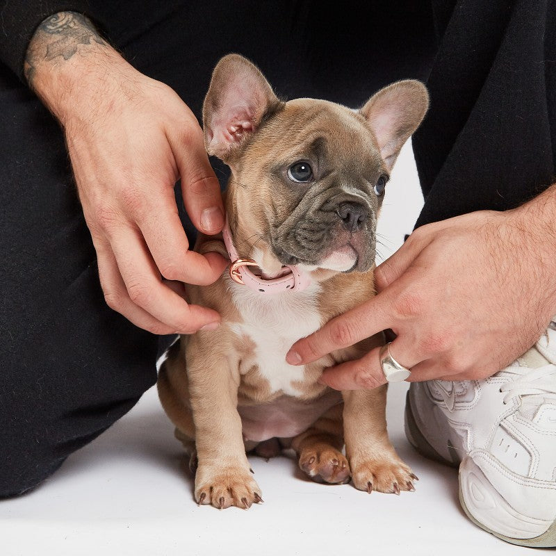 Best French Bulldog Accessories for Frenchies | London