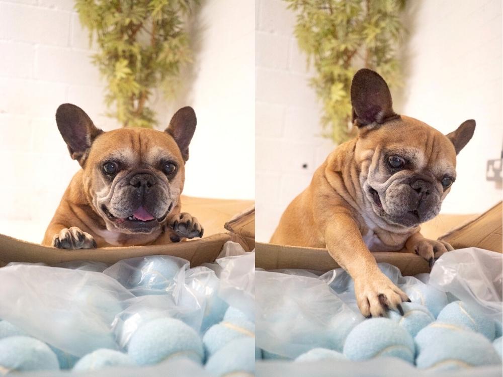 What Are The Best Toys For French Bulldogs?