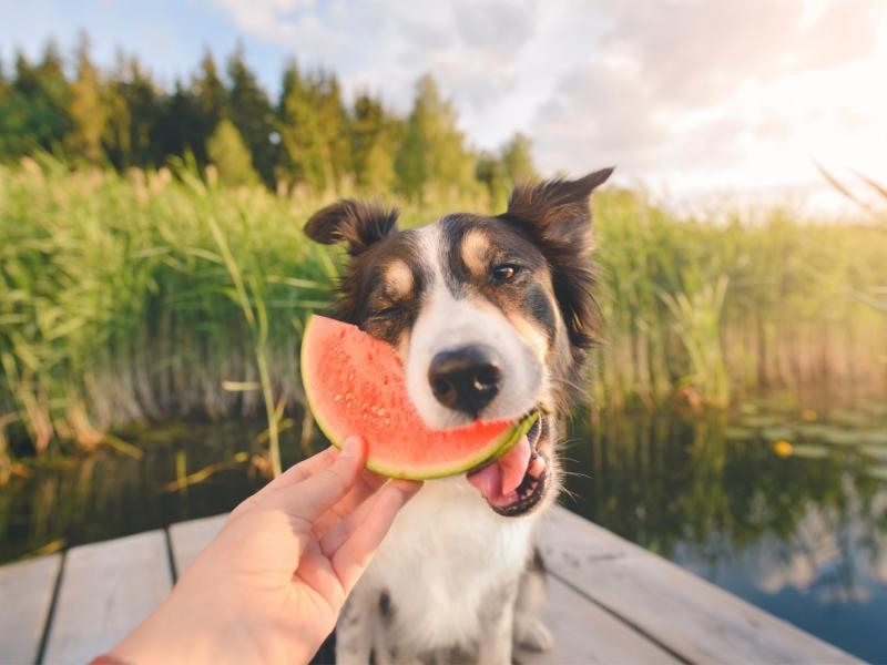 Dog Eating Watermelon by Fenne on Canva