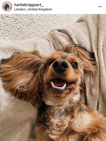 Cocker Spaniel Selfie