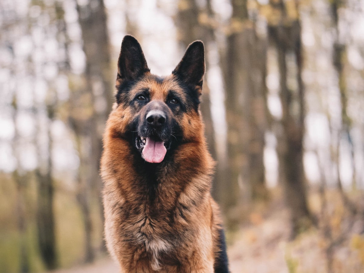 German Shepherd Panting in Woodland. Photo Credit: Anna Dudkova, Unsplash