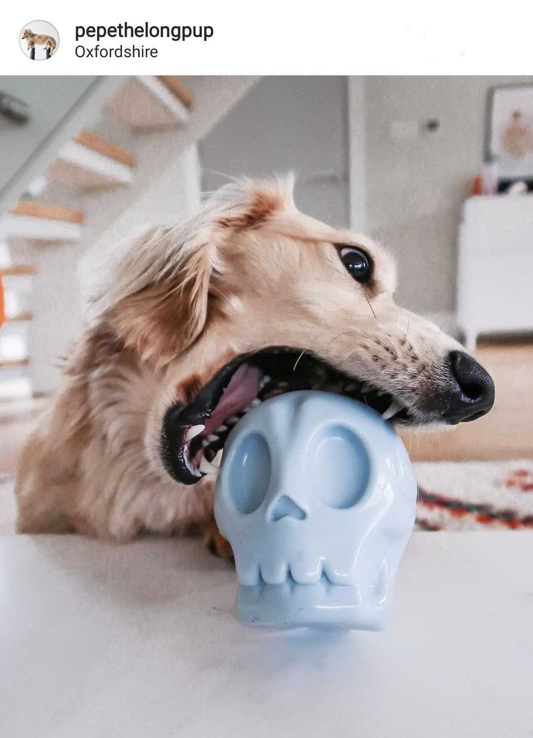 Halloween Skully Dog Toy. Photo Credit: @pepethelongpup via Instagram