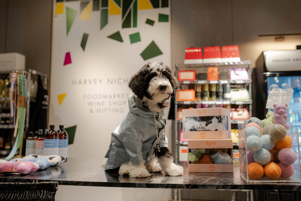 Dog Wearing Blue Raincoat at Harvey Nichols Pop-up Shop