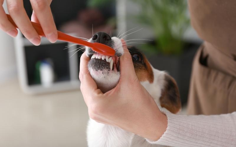 Woman Cleaning Dog's Teeth with Toothbrush