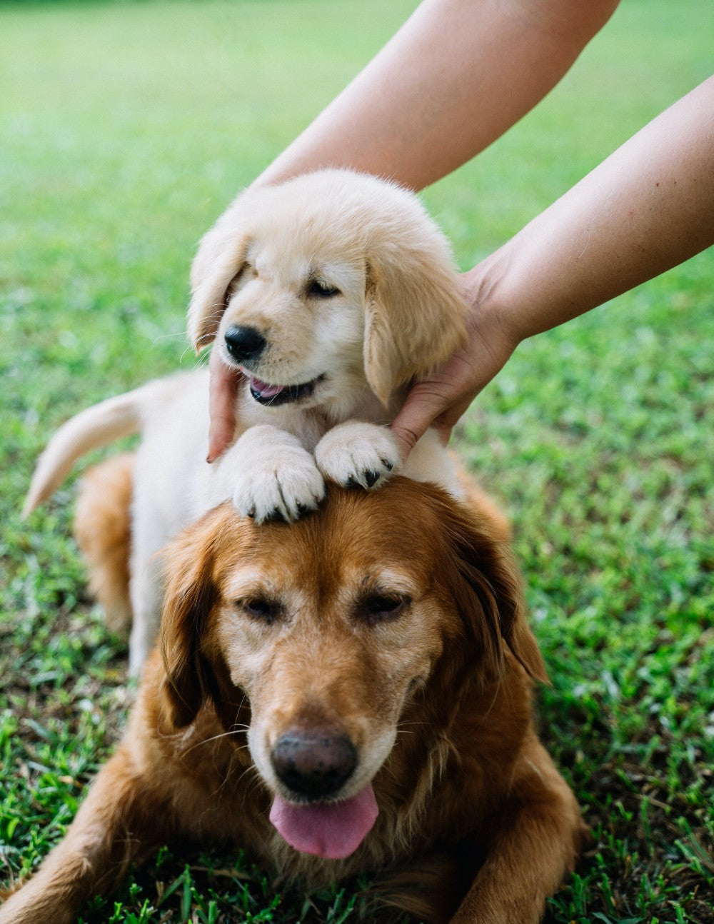 How to Introduce Puppy to a Dog by Anna Tarazevich from Pexels
