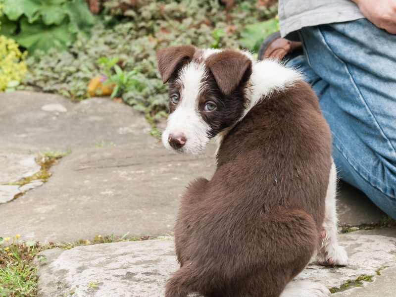 Puppy Learning Name. Photo Credit: Mikedabell, Canva