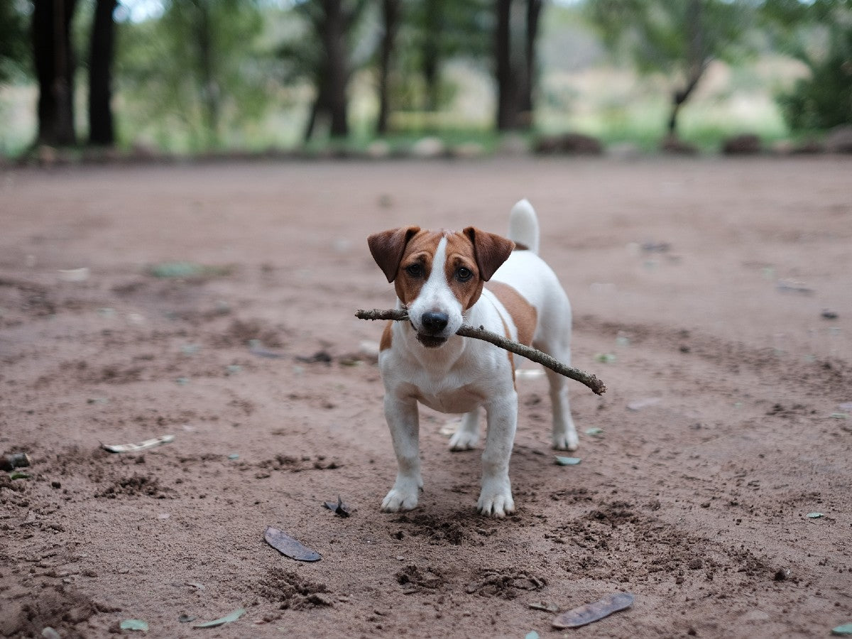 Jack Russel Terrier Carrying Stick During Run. Photo Credit: Rob Fuller, Unsplash