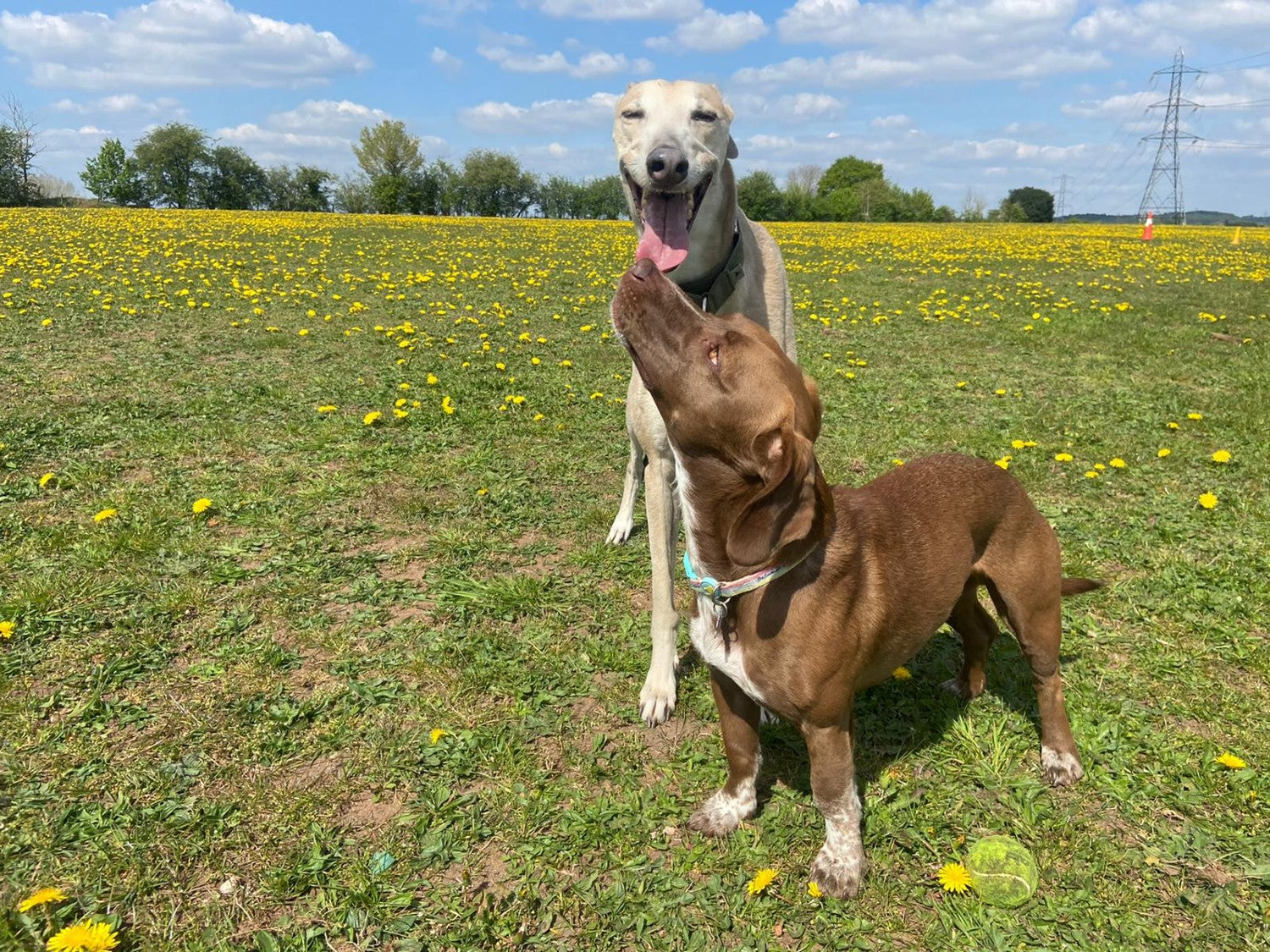 Rescue Dog Jasper meets Minnie the Greyhound