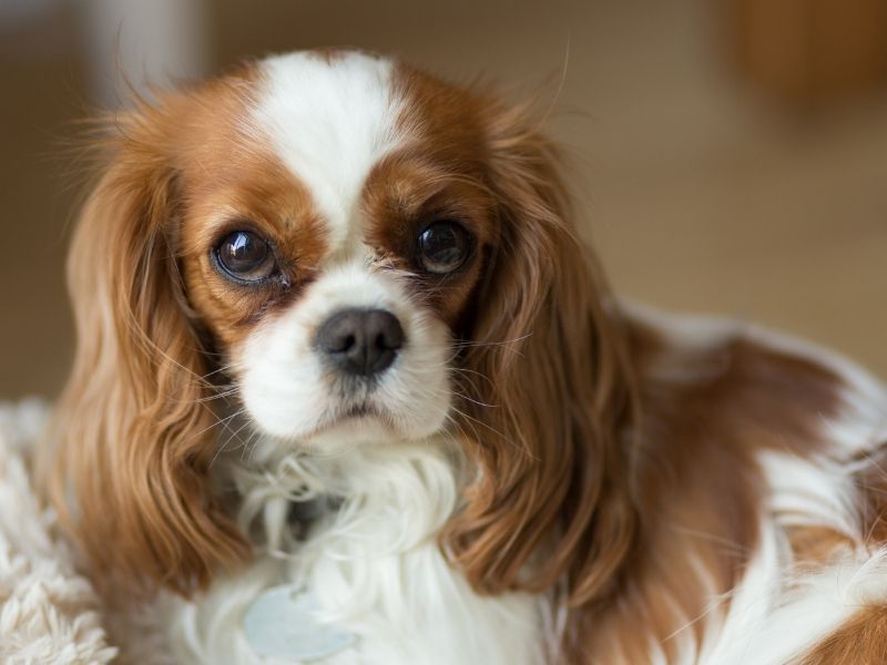 King Charles Cavalier Spaniel