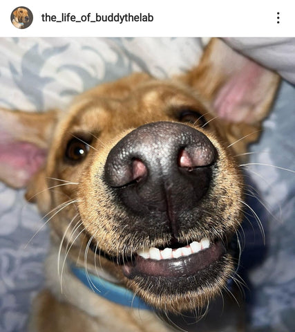 Labrador Dog Selfie