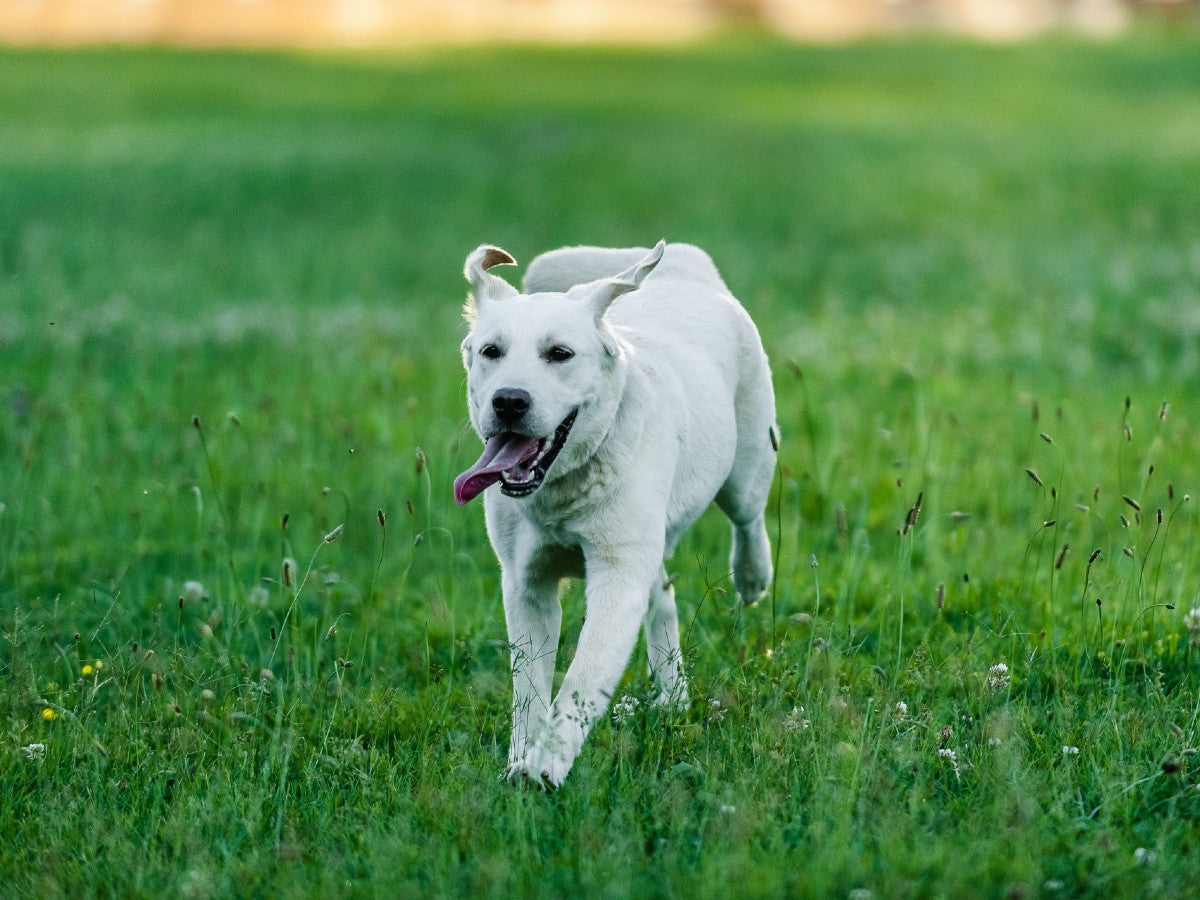 Labrador Dog Running through Field. Photo Credit: Alexander Nadrilyanski, Canva