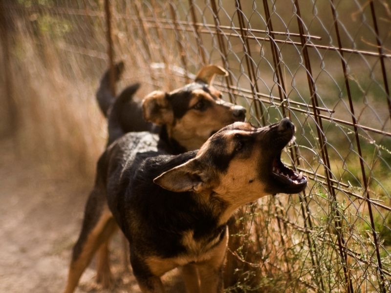 Aggressive Dogs Barking in Public Place from Canva