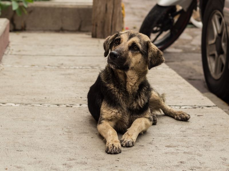 Stray Dog Lying On A Street from Canva