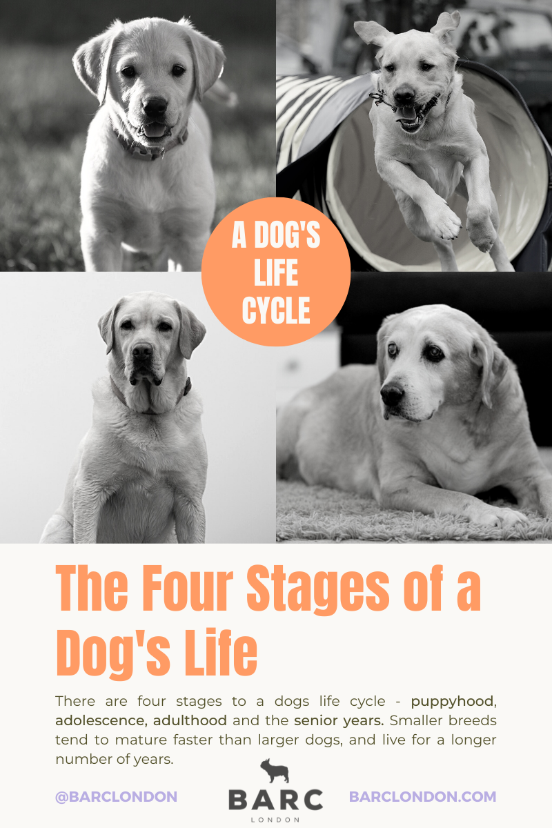 Graphing Showing When A Puppy Becomes a Dog. Representing The Four Stages Of A Dog's Life Cycle