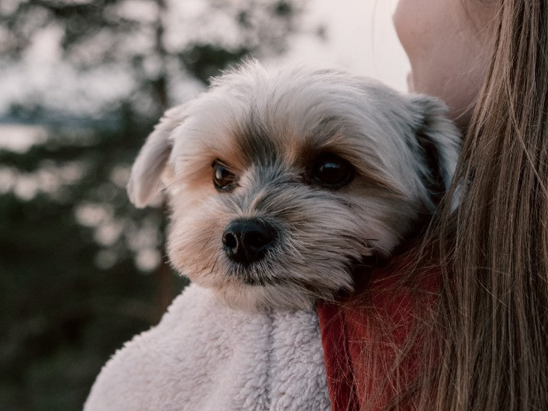 Maltese Dog being Carried by Cottonbro on Pexels