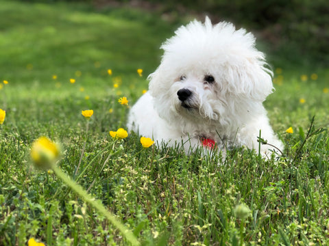 Fluffy Bichon Frise lying in the grass