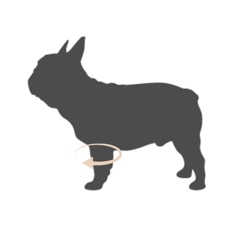 Measure A Dog's Forelegs for Coat