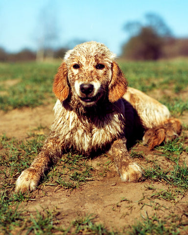 Muddy dog needs a bath