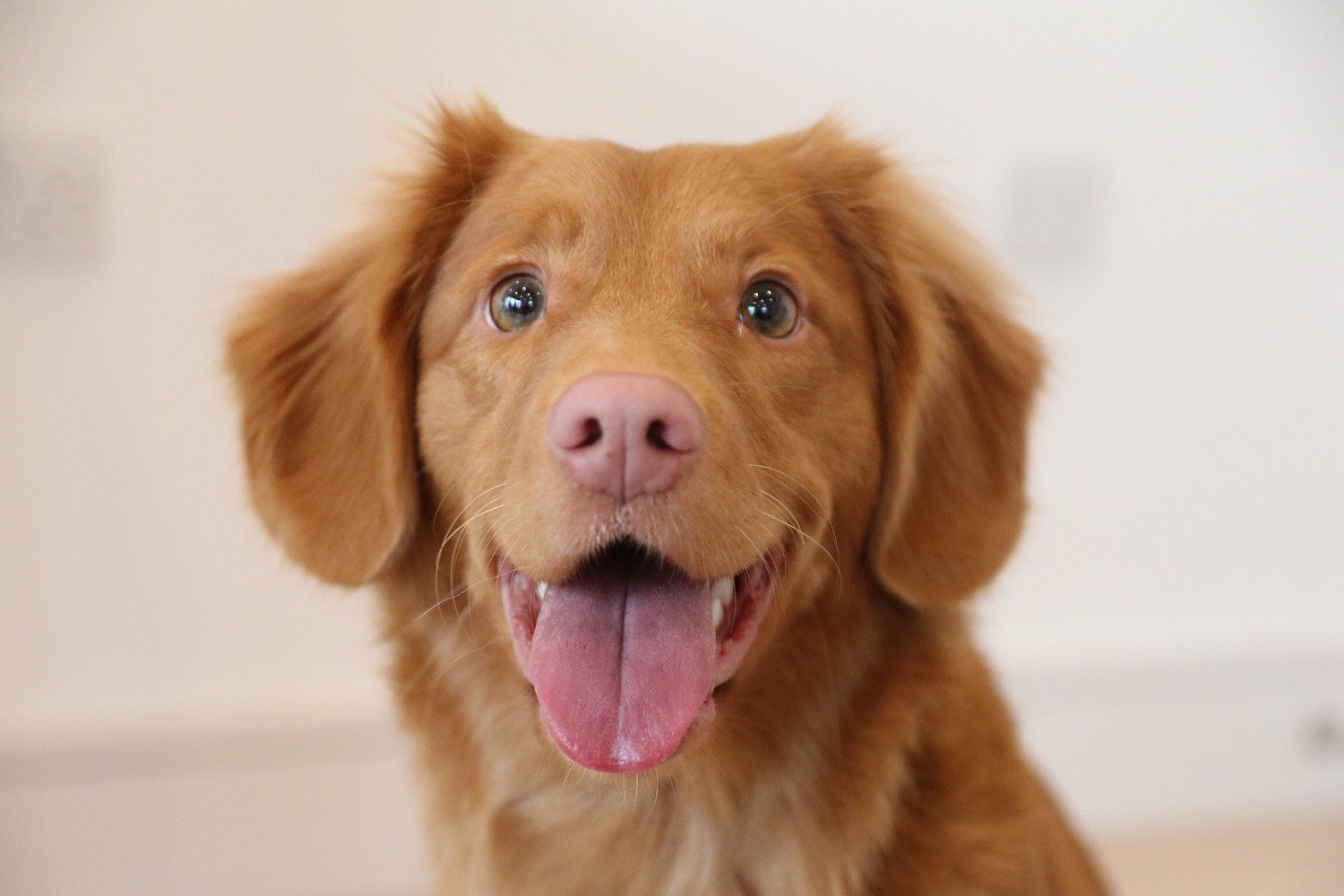 Nova Scotia Duck Tolling Retriever. Photo Credit: Laula Co, Unsplash