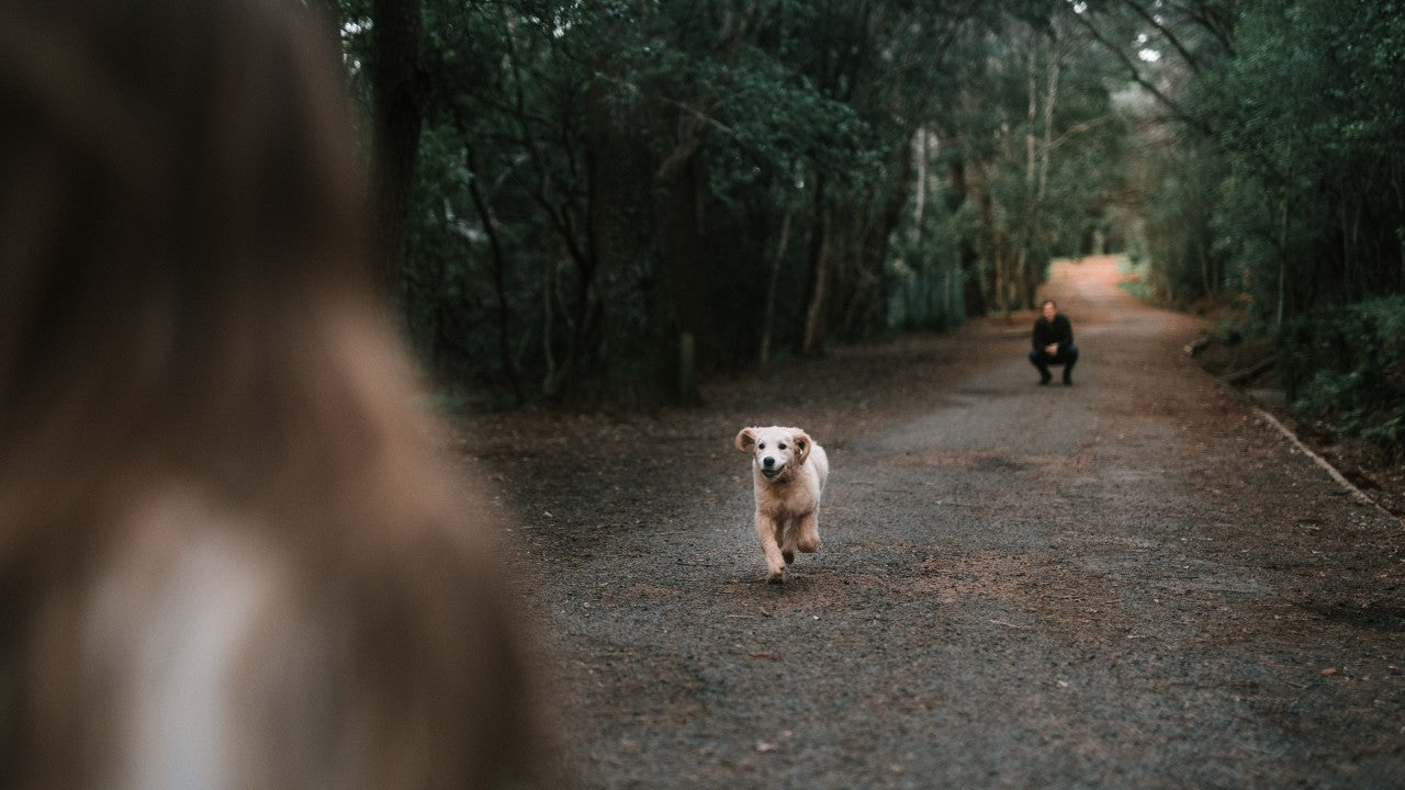 Dog Owners Engaged in Dog Recall Training with Golden Retriever