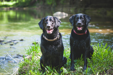 A Black Labrador and a Chocolate Labrador by a river