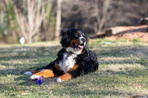 A relaxing Bernese Mountain Dog