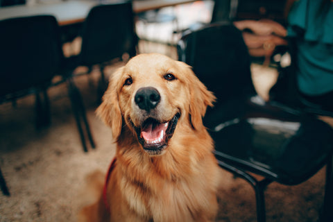 A smiling Golden Retriever