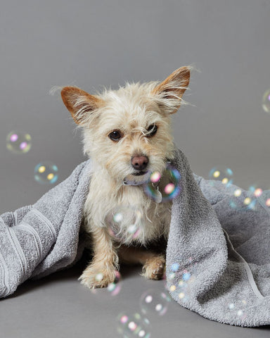 Dog in a towel ready for bath time