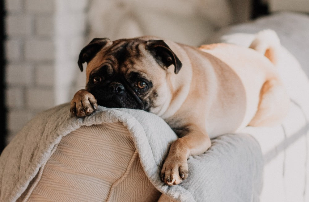 Pug Lying Down by Sarandy Westfall on Unsplash