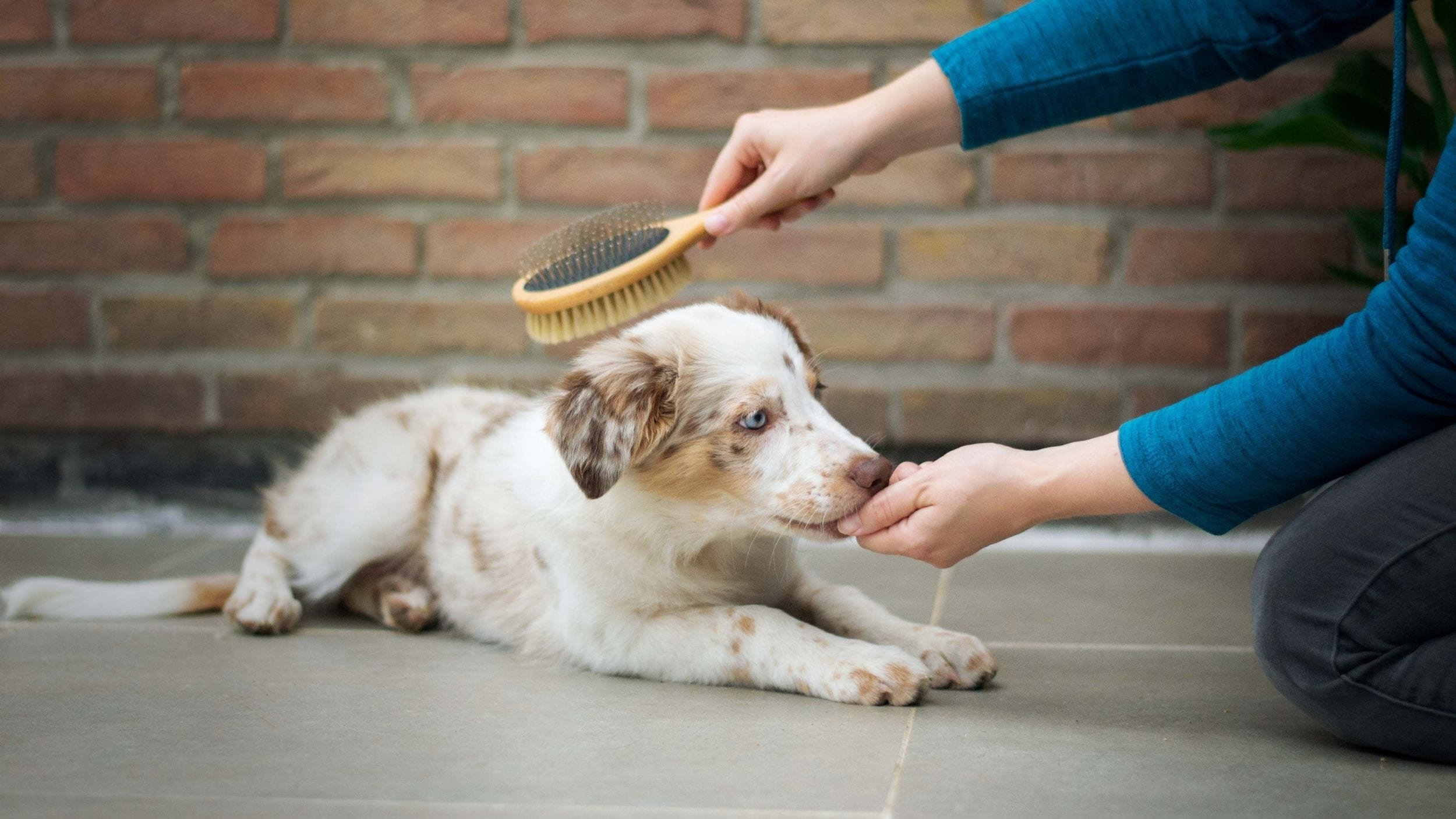 Brushing A Dog's Coat