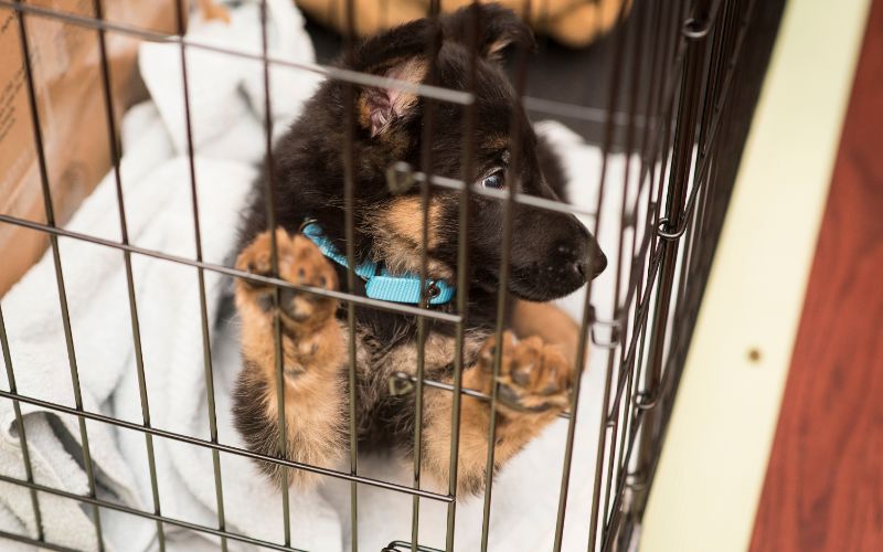 German Shepherd Puppy Sleeping In Crate by Sharon Mendonca from Canva