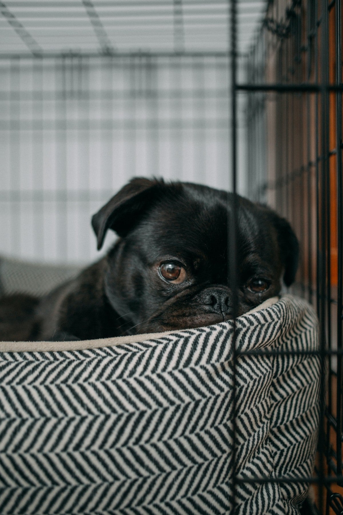 Puppy Sleeping In Crate. Photo Credit: Charlesdeluvio, Unsplash