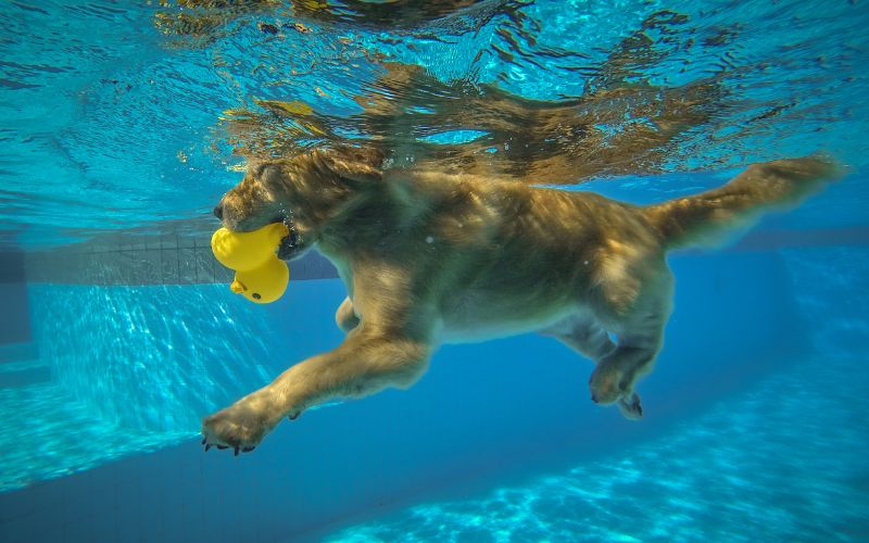 Retriever Dog Swimming in Pool - Image from Canva