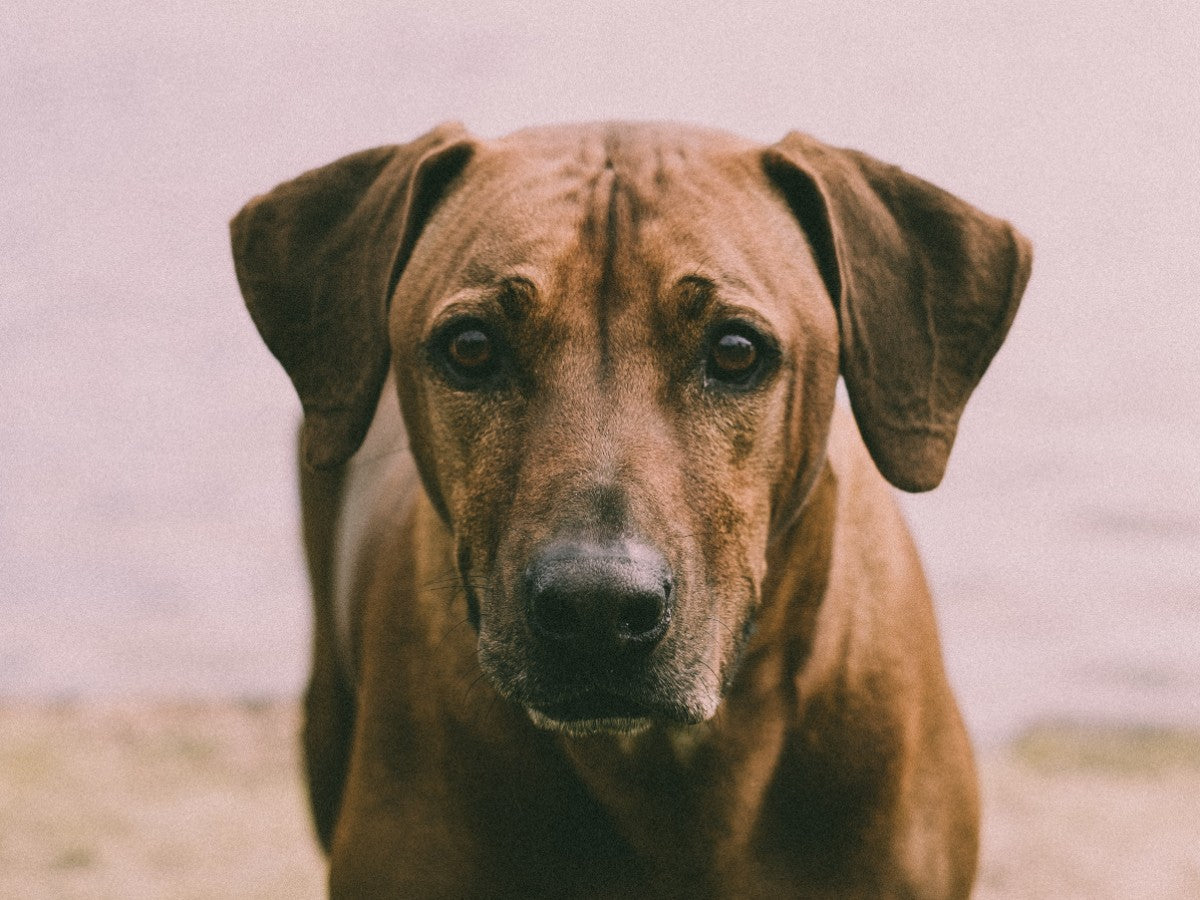 Rhodesian Ridgeback Runner Dog on the Beach. Photo Credit: Vividd, Pexels