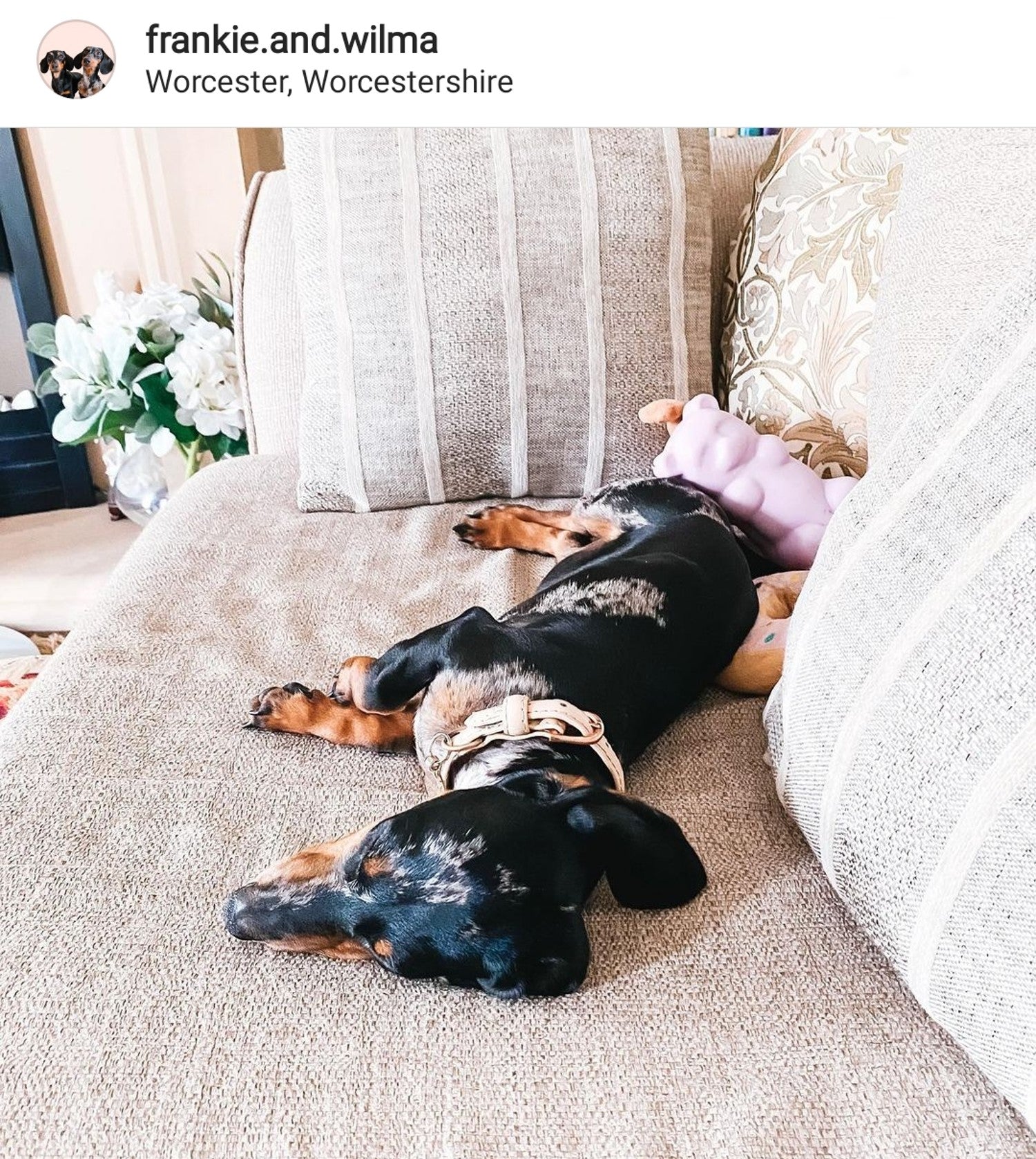 Wilma the Small Dachshund Resting on Sofa (via Instagram)