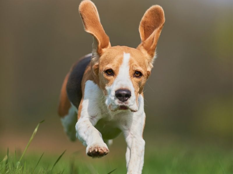 A Small Running Dog, Beagle. Photo Credit: Kurt Pas, Canva