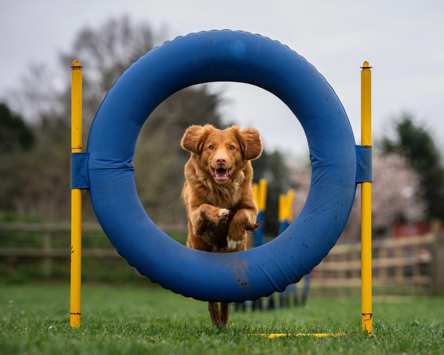 Energetic Toller Dog During Activity Class. Photo Credit: Laula Co, Unsplash