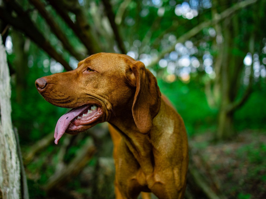 Vizsla Runner Dog in Woodland. Photo Credit: Chepté Cormani, Pexels