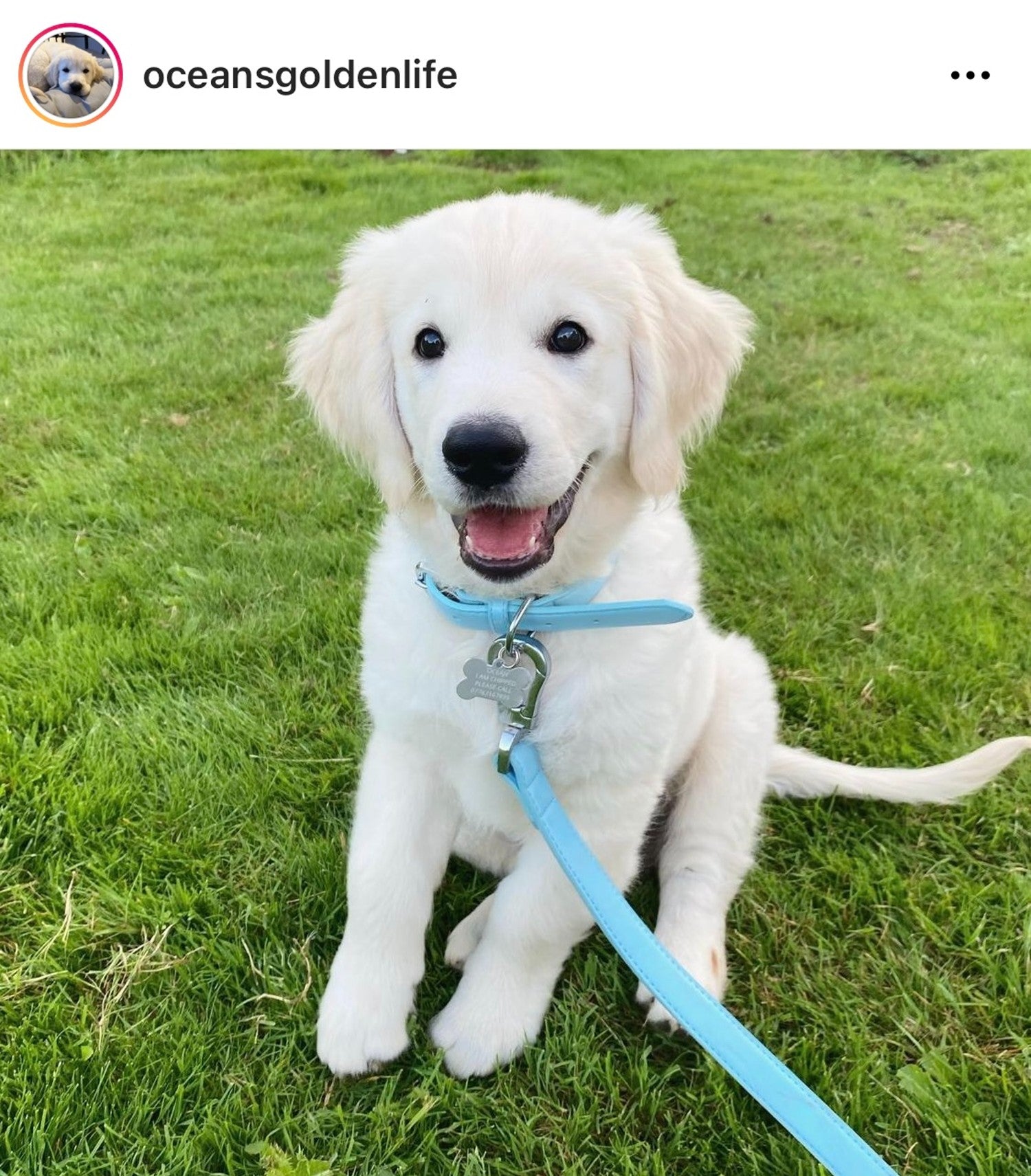 Puppy Sitting Waiting For A Walk