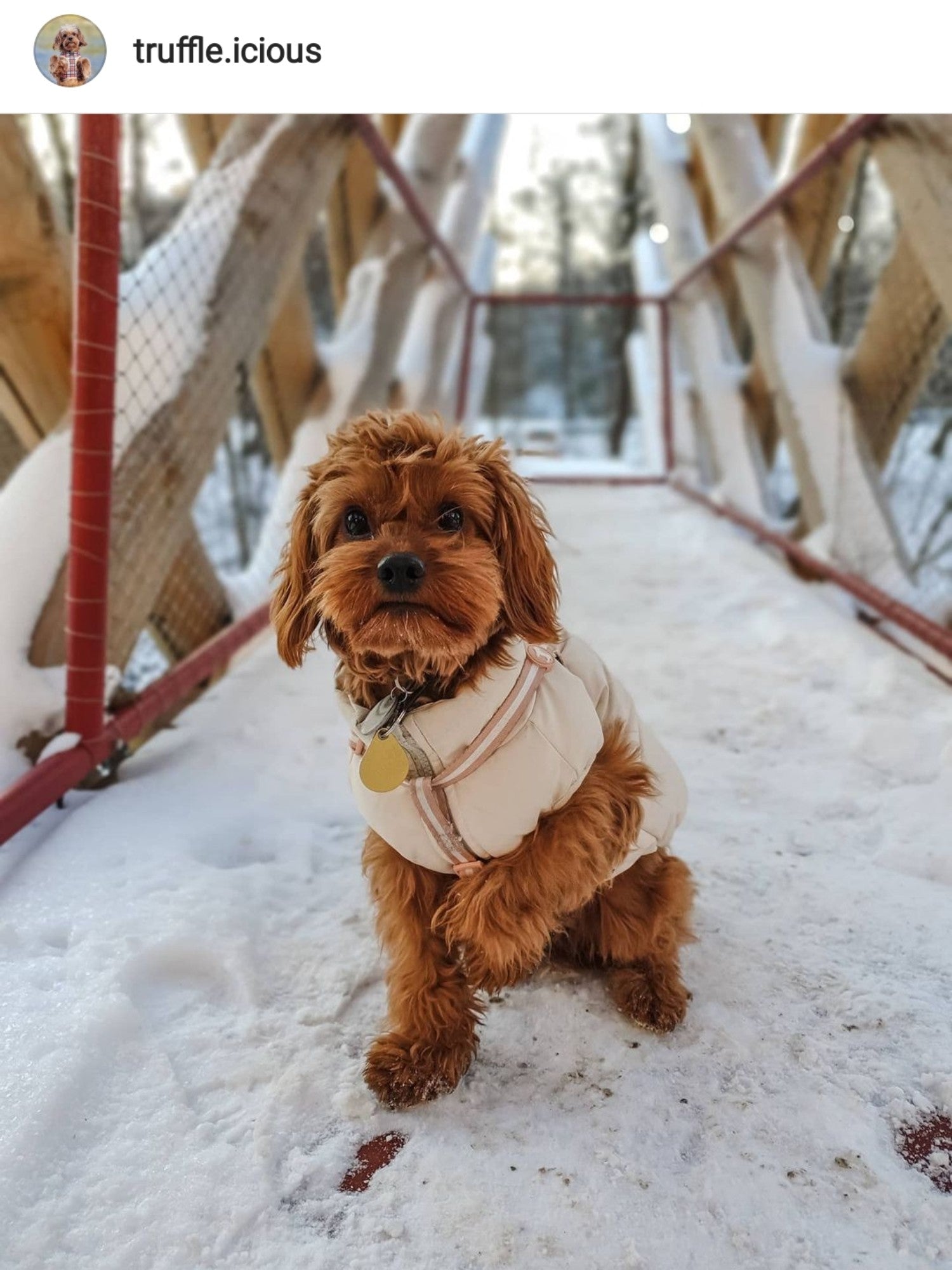 Walking Dog in Winter Snow