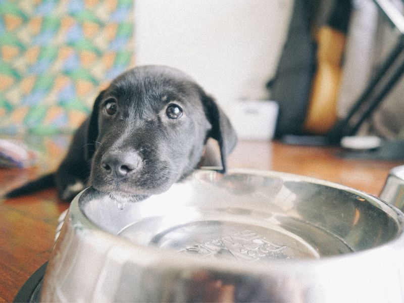 Puppy Drinking Water. Photo Credit:  Studio Philippines, Canva