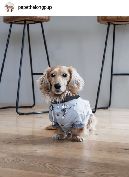 Dog Wearing Blue Waterproof Coat with Legs