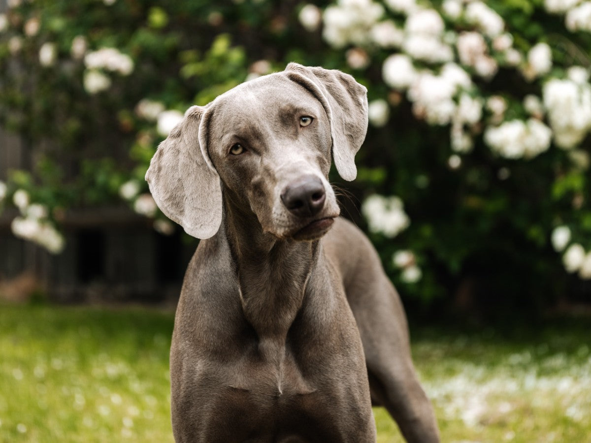 Weimaraner Running Dog. Photo Credit: Karolina Grabowska, Pexels