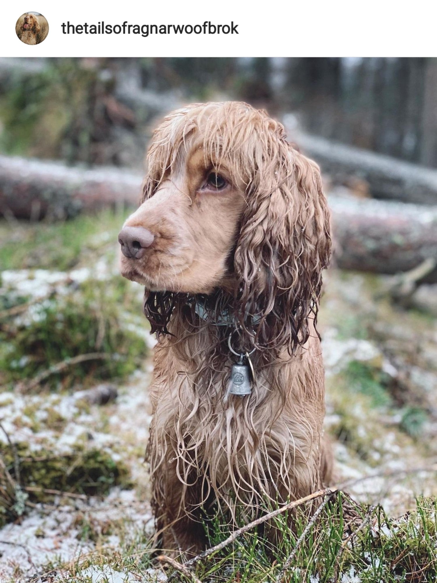 Wet and Muddy Dog Walk