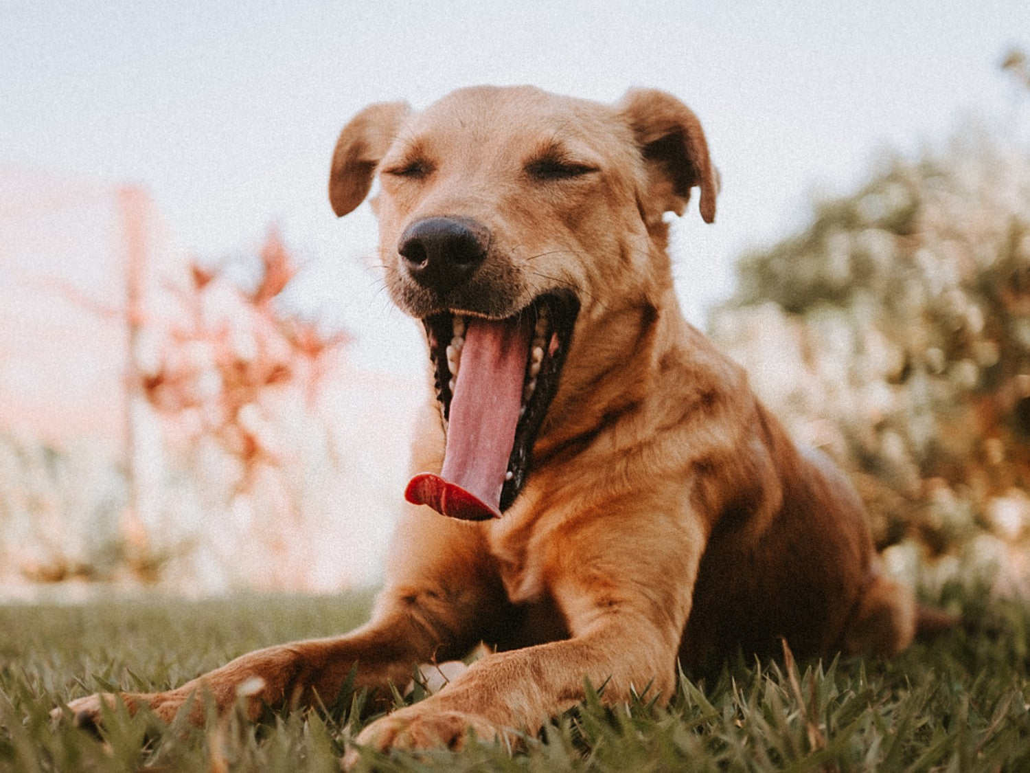Dog Yawning Outdoors After Walk. Photo Credit: Eduardo Gorghetto, Unsplash