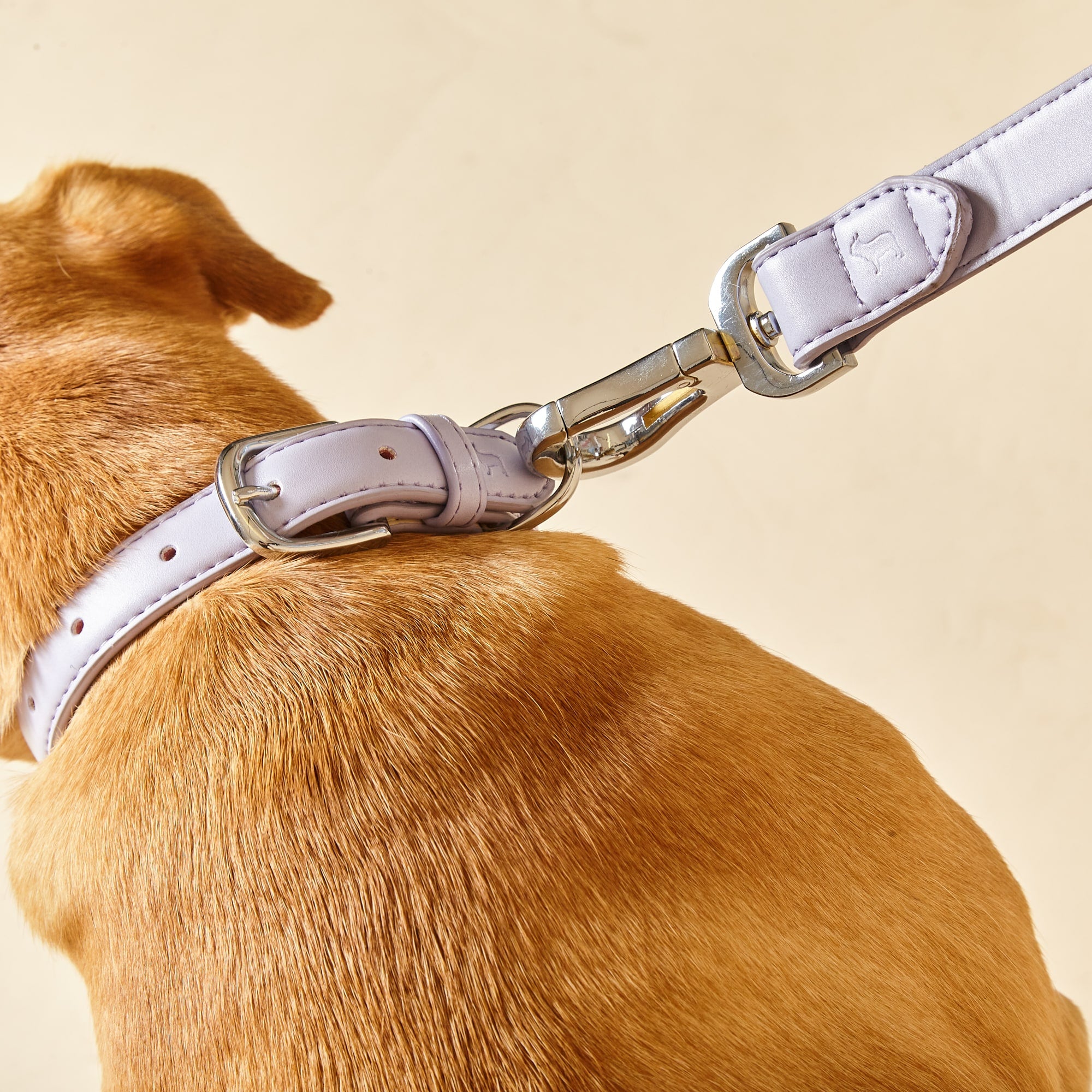 lilac dog collar and lead